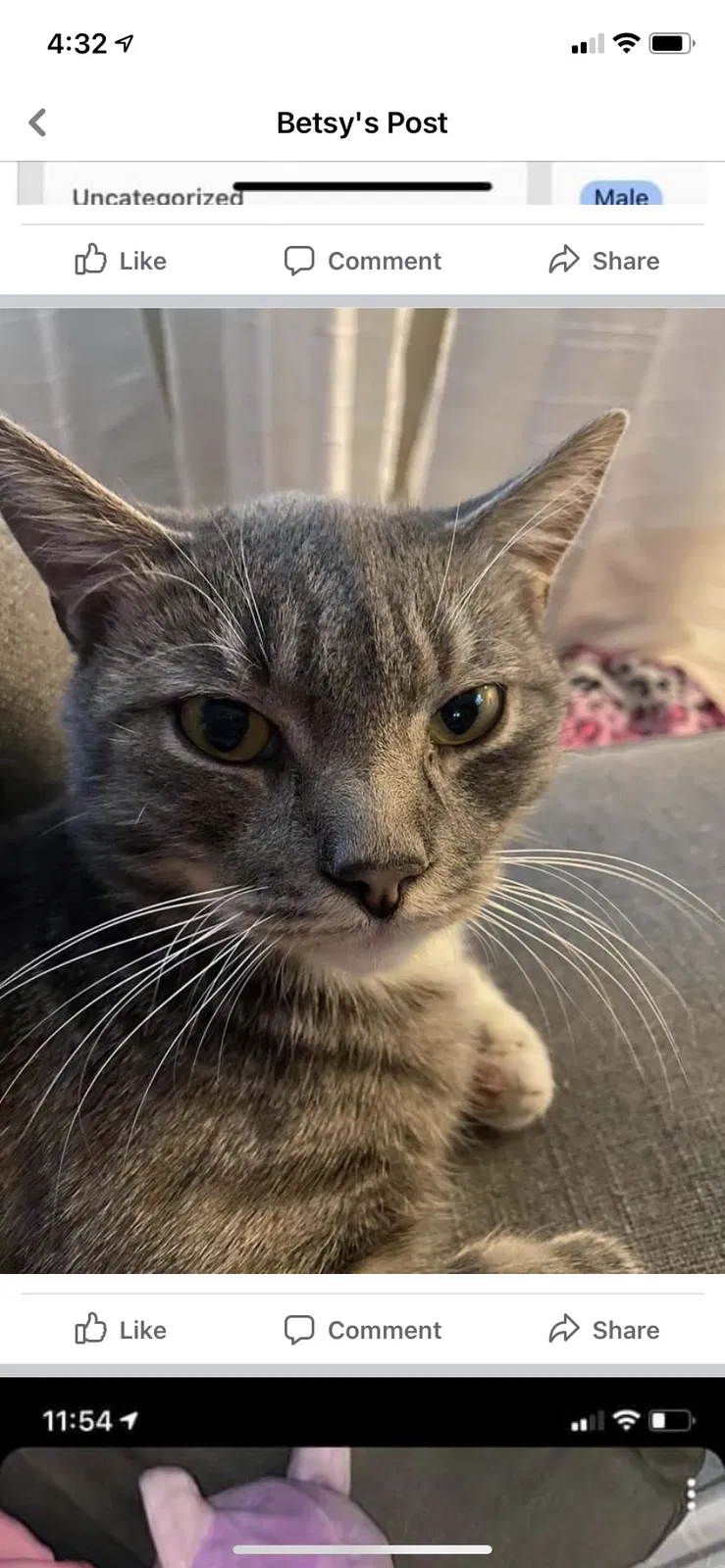 Lost cat in Chico, CA, 95928