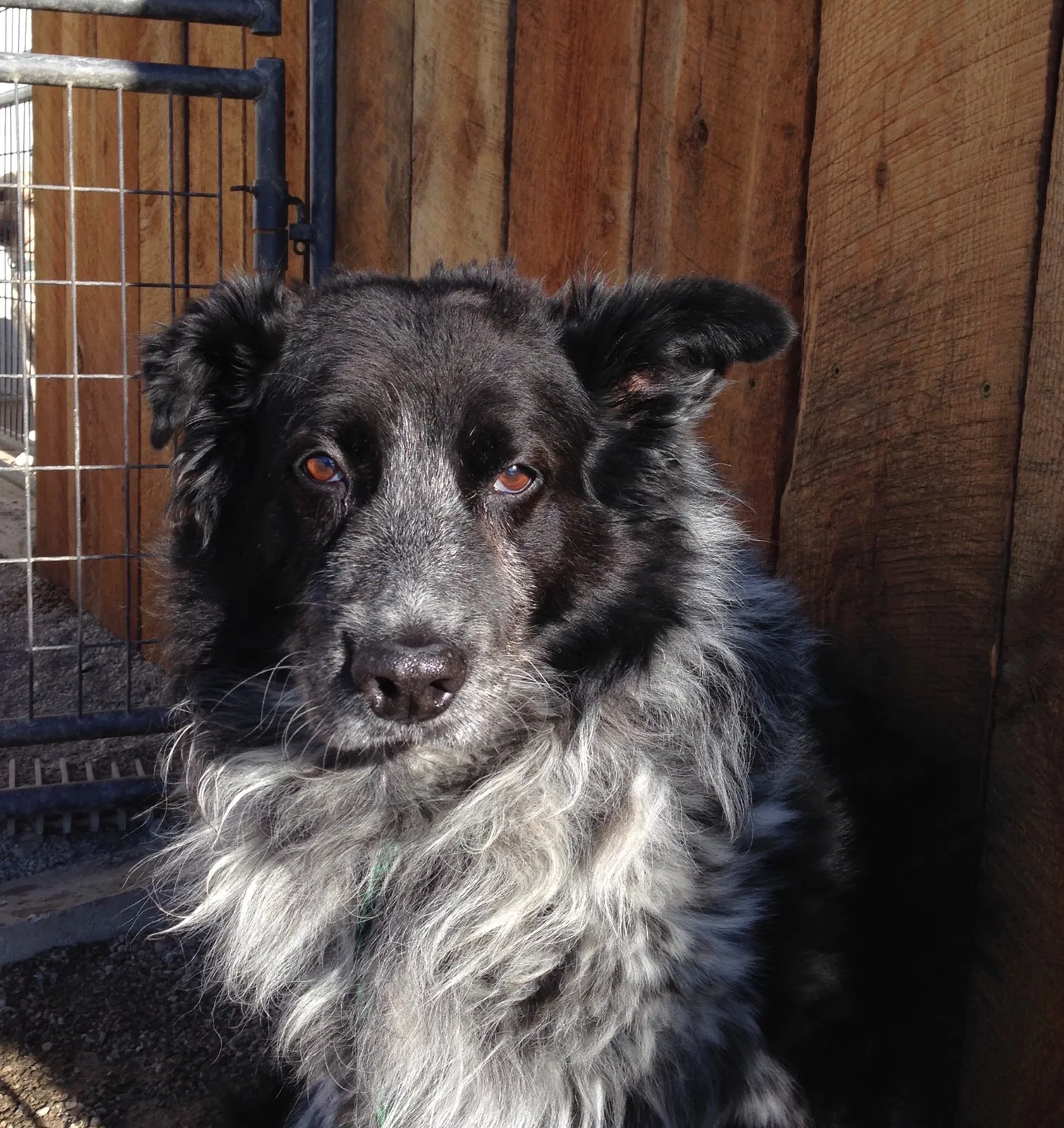 Lost dog in Butte, MT, 59701