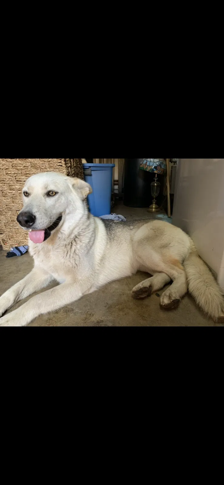 Lost dog in La Puente, CA, 91746