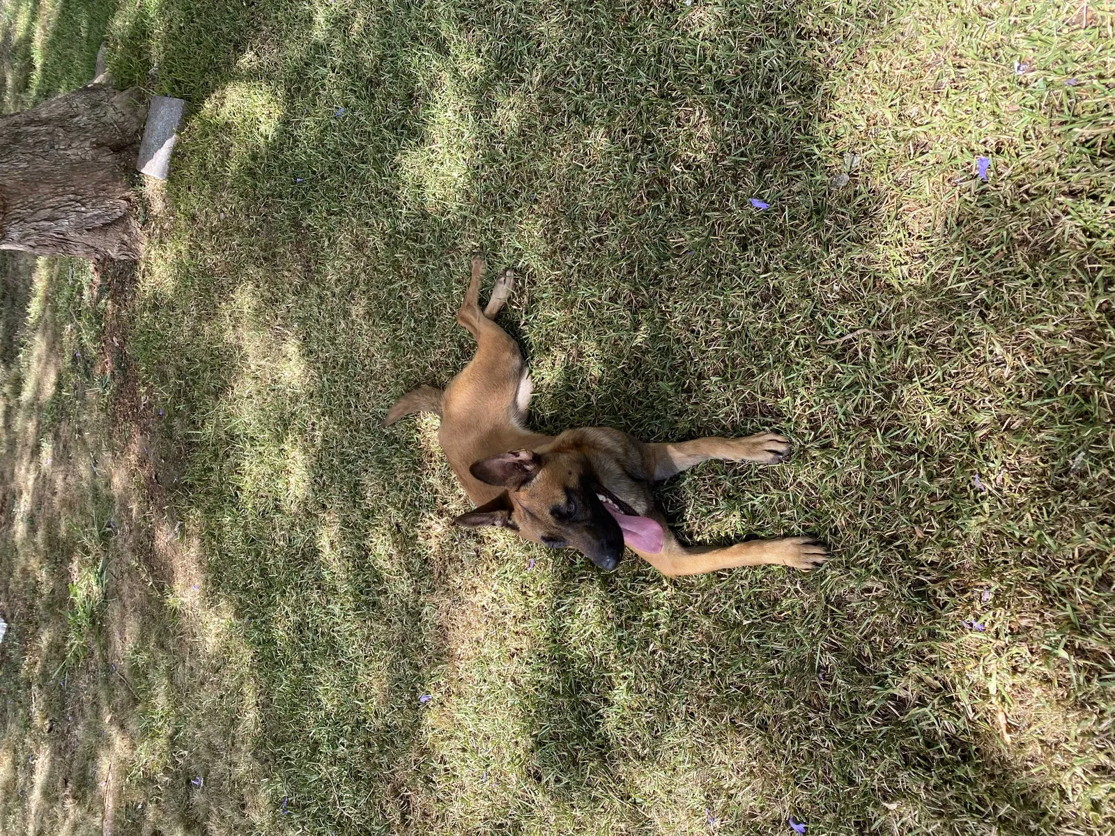 Lost dog in Wahiawa, HI, 96786
