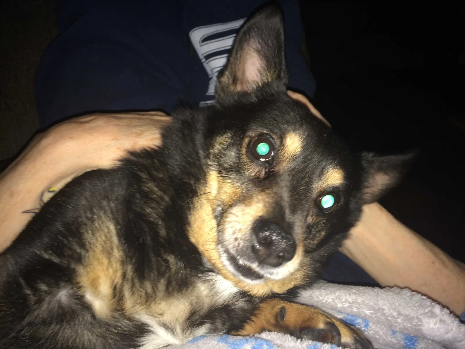 Lost dog in Denver, CO, 80234