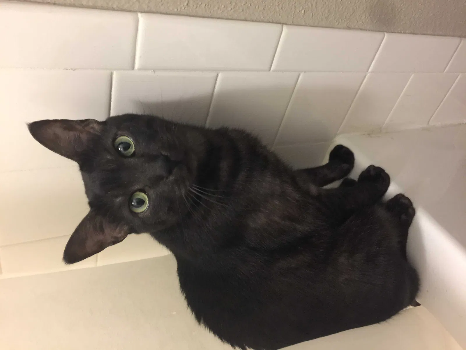 Lost cat in Austin, TX, 78757
