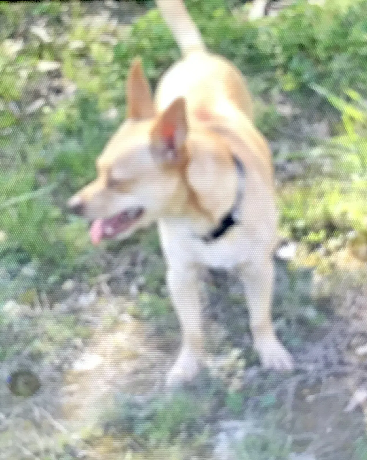 Lost dog in Unknown, MO, 65863