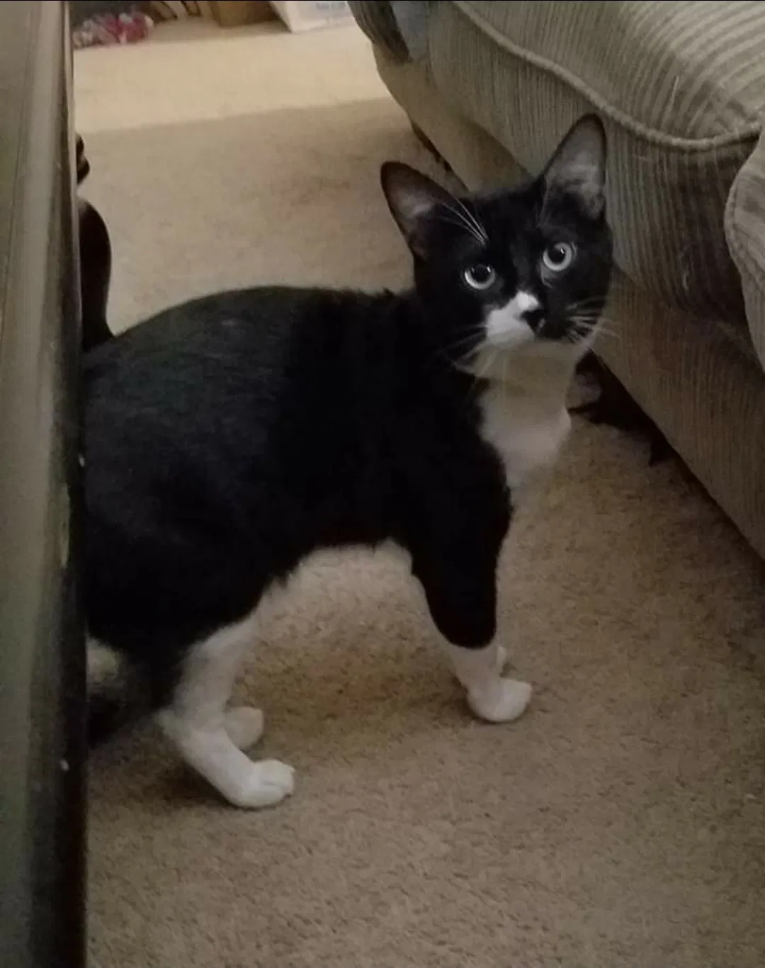 Lost cat in New Bern, NC, 28562