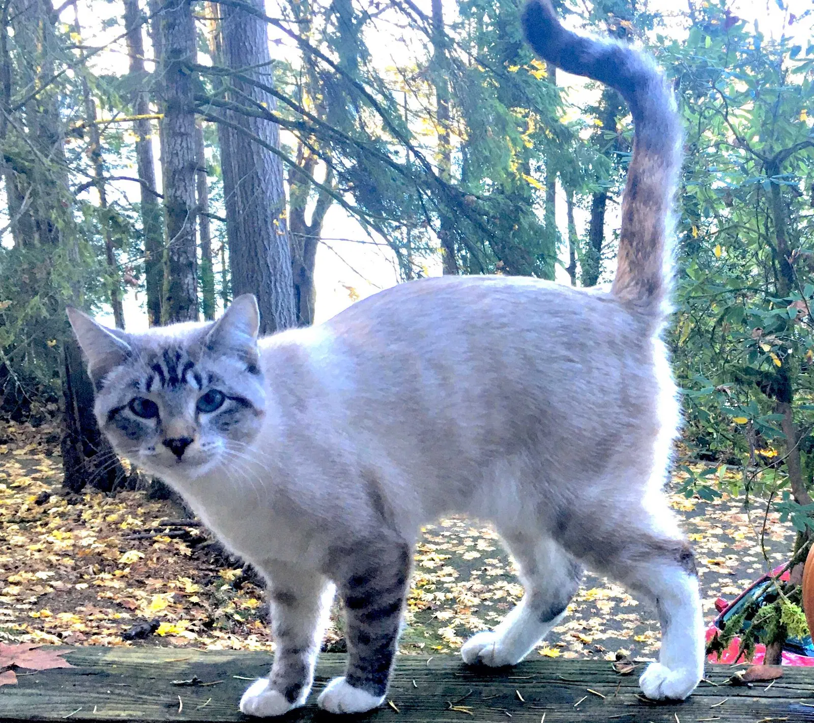Lost cat in Olympia, WA, 98502