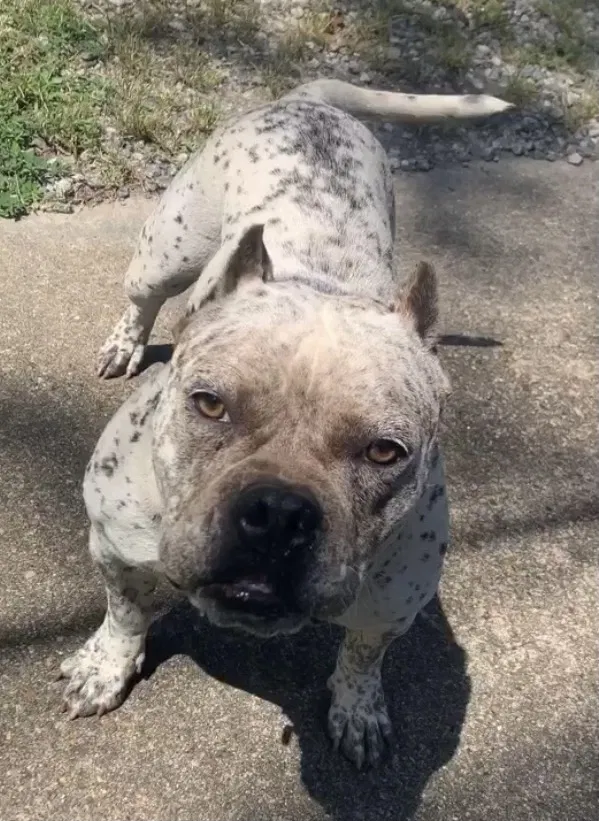 Lost dog in Richmond, VA, 23224