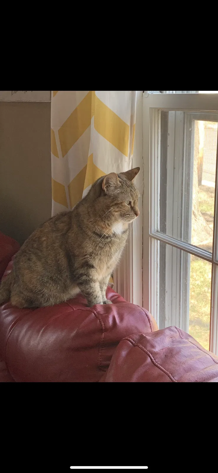 Lost cat in Columbia, MO, 65203