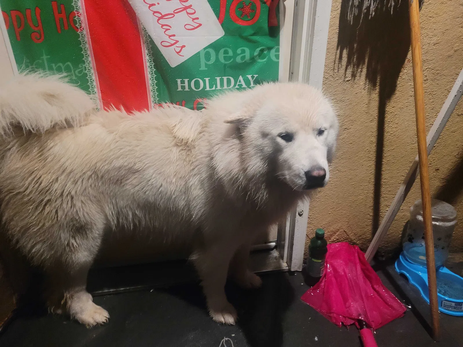 Lost dog in Corona, CA, 92882