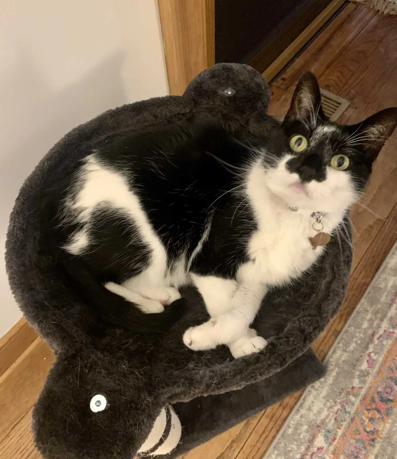 Lost cat in Henrico, VA, 23231