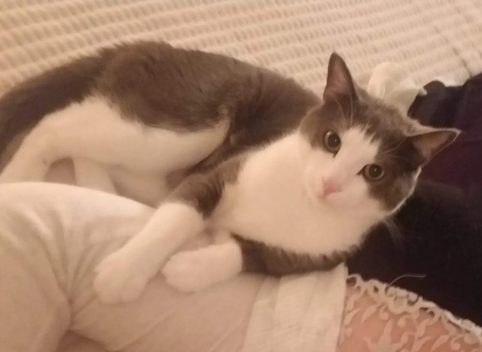 Lost cat in Fort Worth, TX, 76137