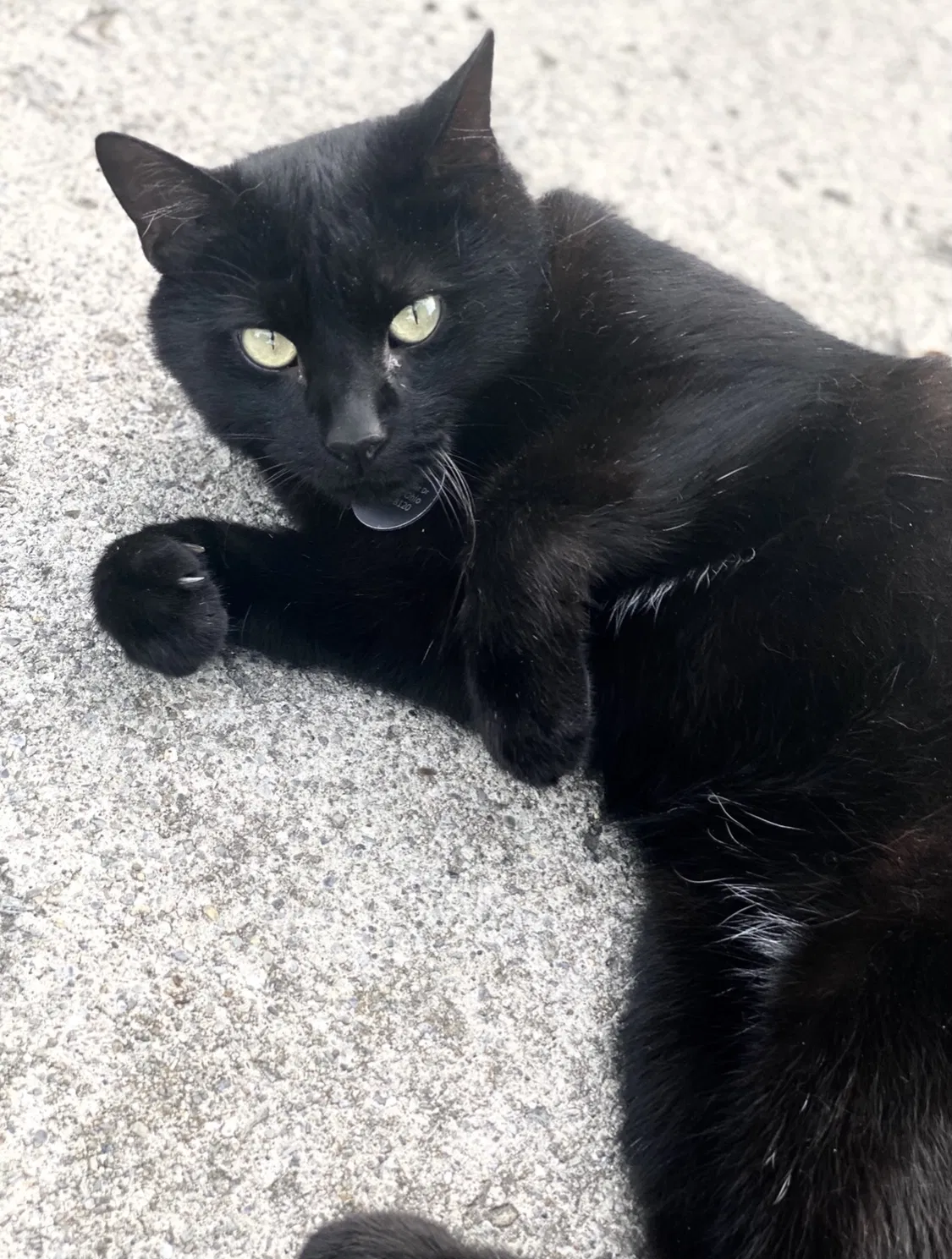 Lost cat in Grove City, OH, 43123