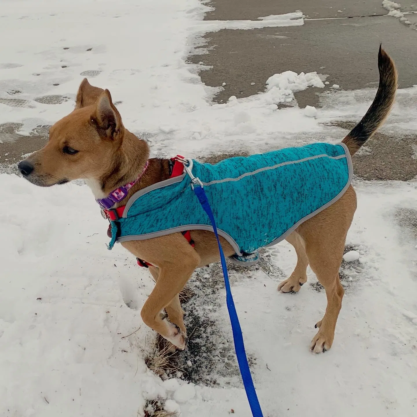 Lost dog in Appleton, WI, 54911