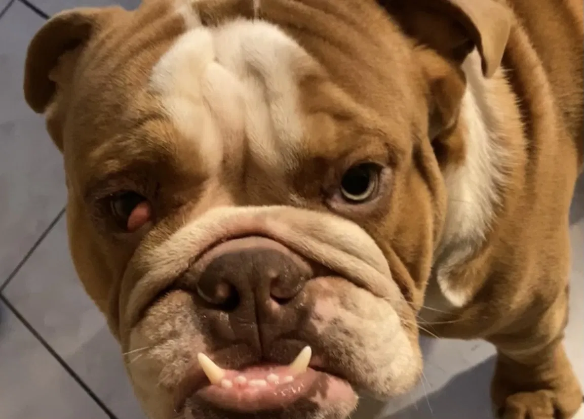 Lost dog in Oakland, CA, 94606