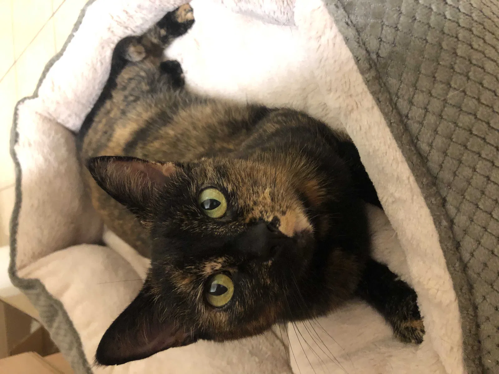 Found cat in La Mesa, CA, 91942