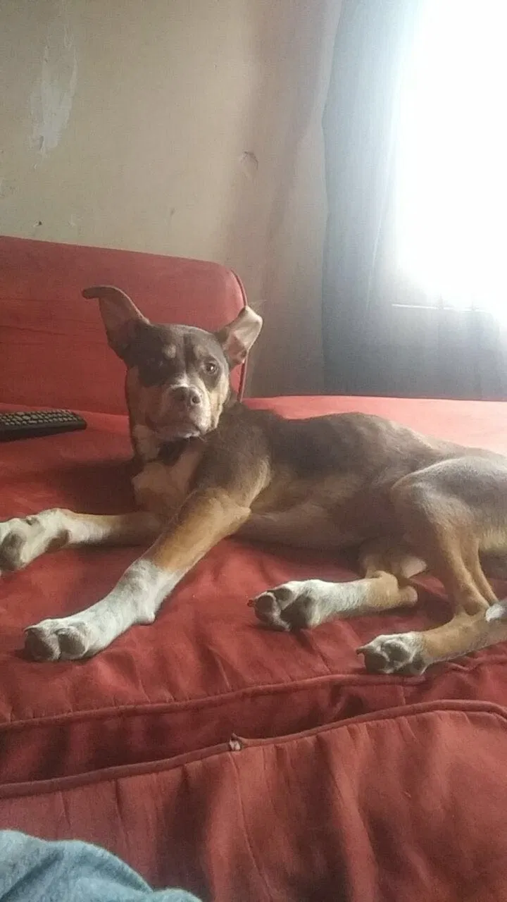 Lost dog in Thomasville, NC, 27360