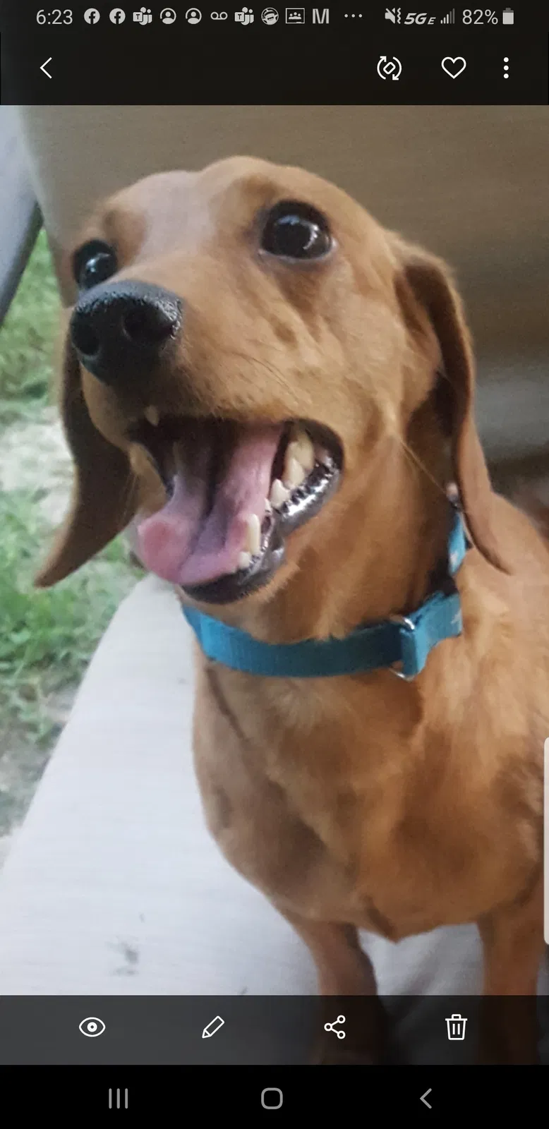 Lost dog in District Heights, MD, 20747