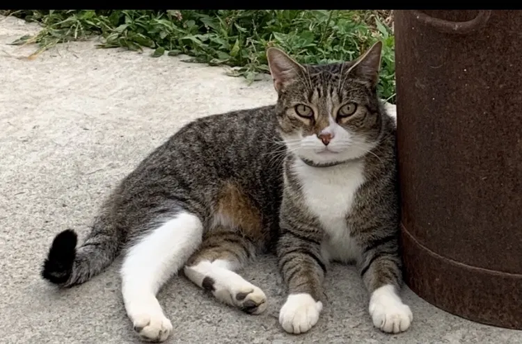 Lost cat in Stuyvesant, NY, 12173