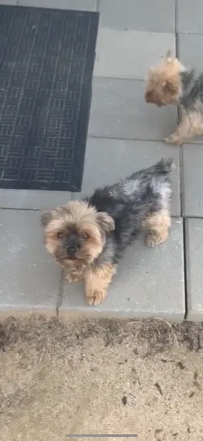 Lost dog in Manteca, CA, 95337