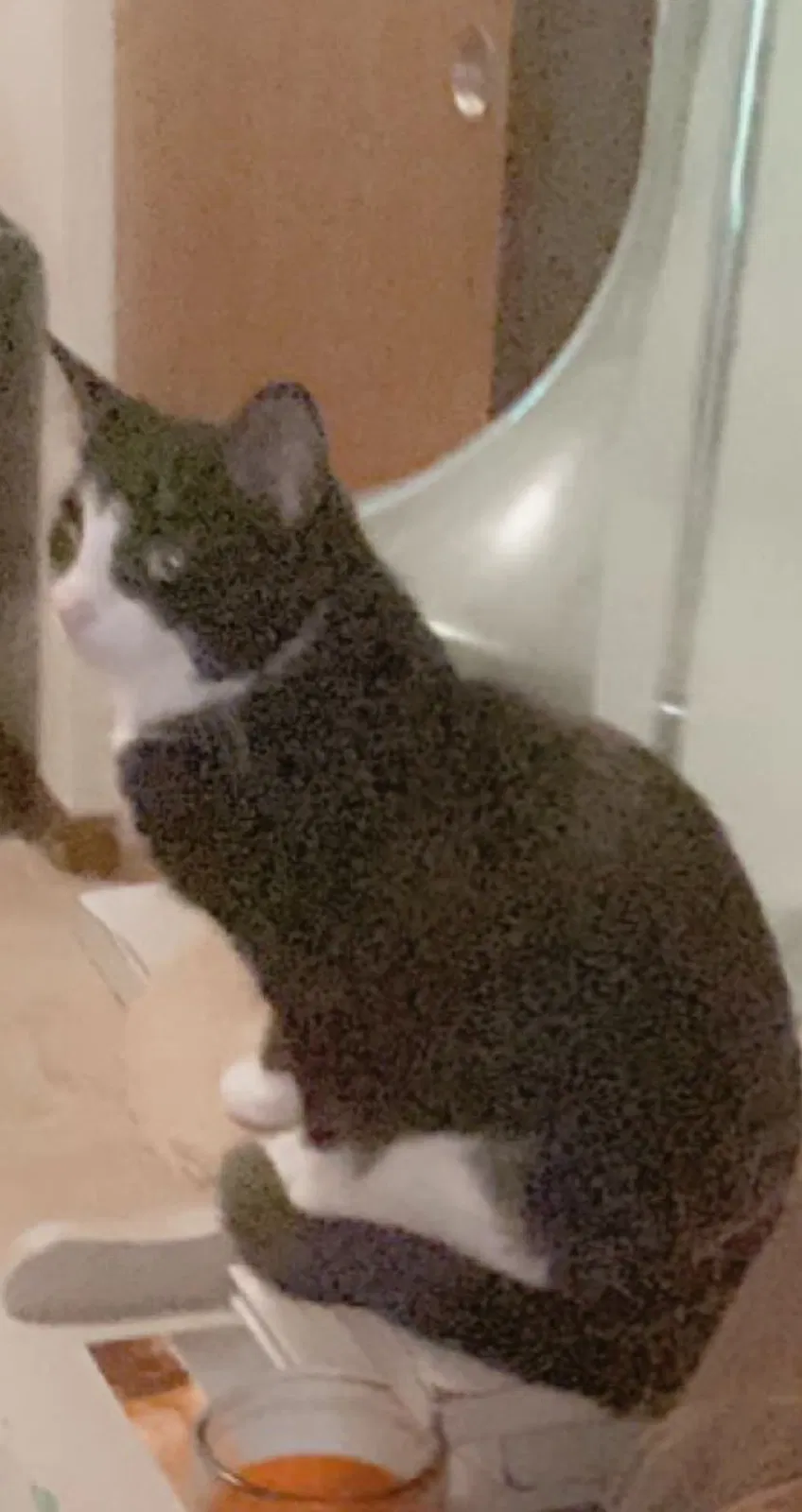 Lost cat in Bowling Green, OH, 43402