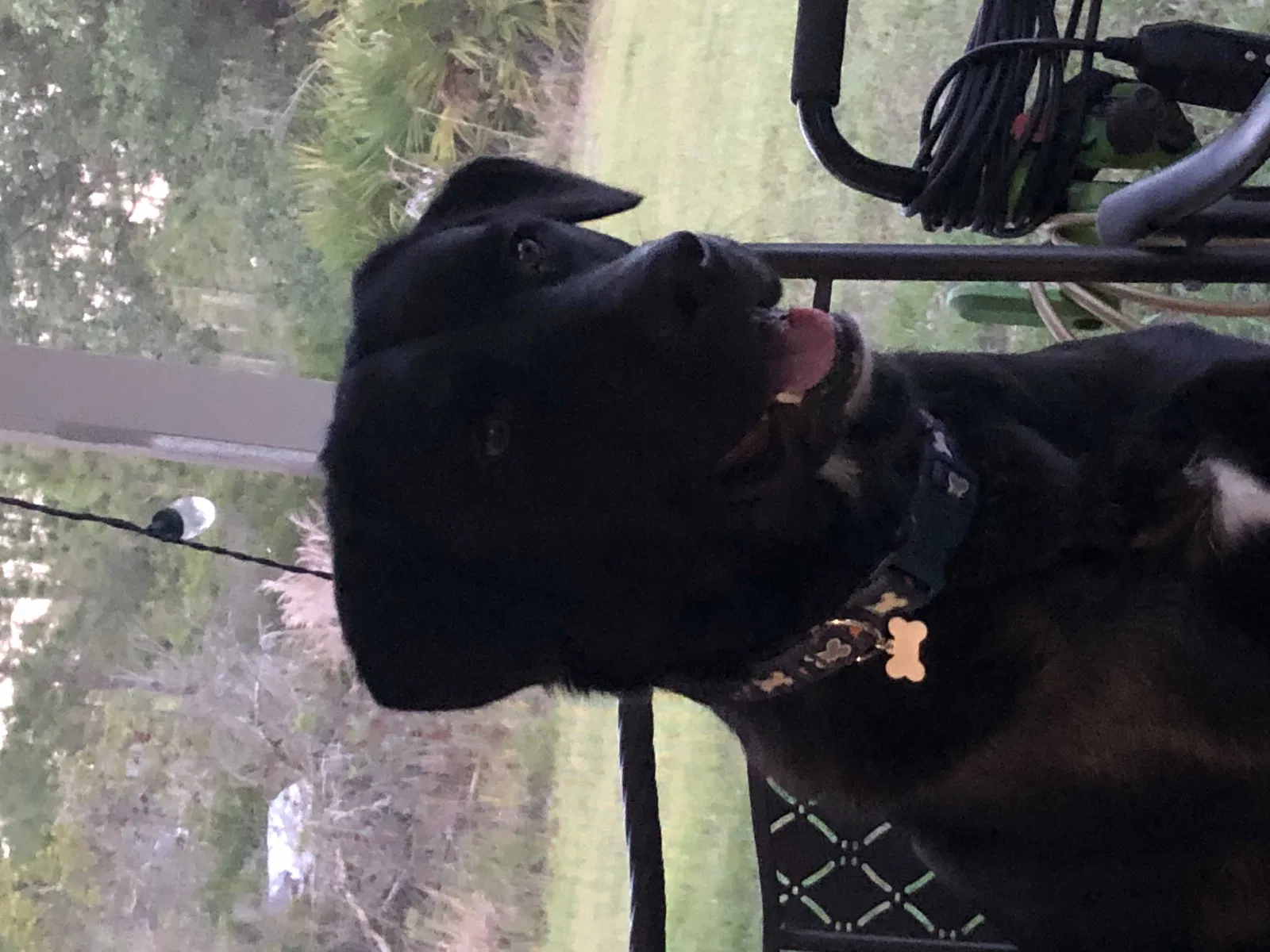 Lost dog in Sebring, FL, 33875