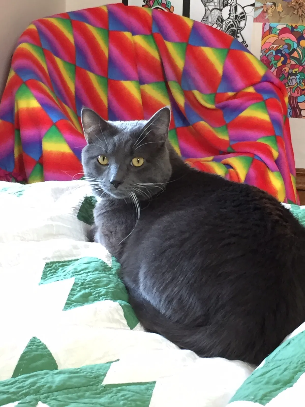 Lost cat in Columbus, OH, 43228