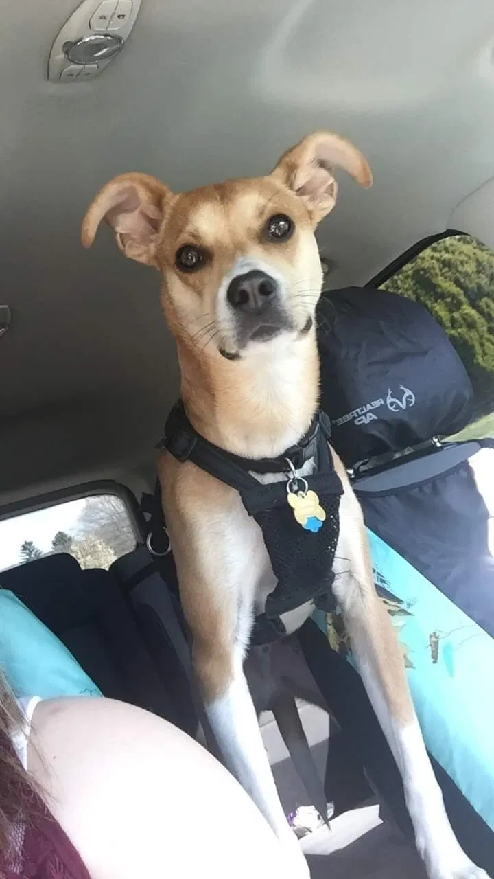 Lost dog in Stanley, VA, 22851