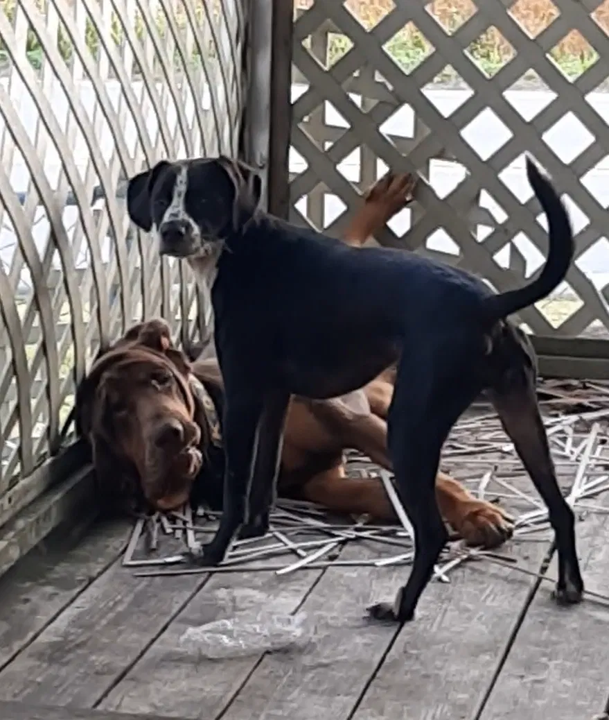 Lost dog in New Bern, NC, 28560