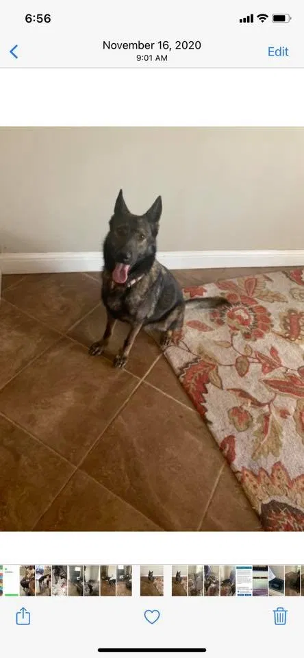 Lost dog in Odessa, TX, 79761