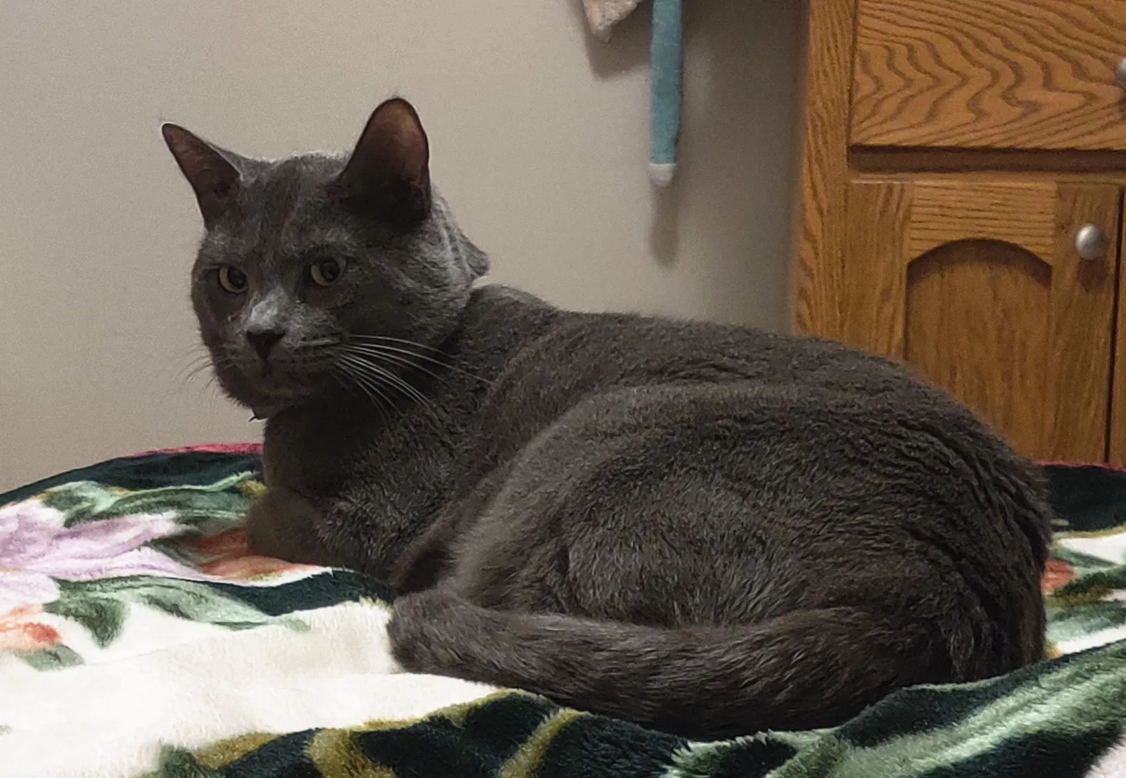 Lost cat in Spartanburg, SC, 29307