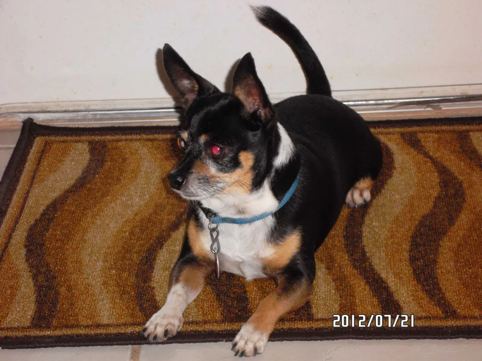 Lost dog in Los Fresnos, TX, 78566