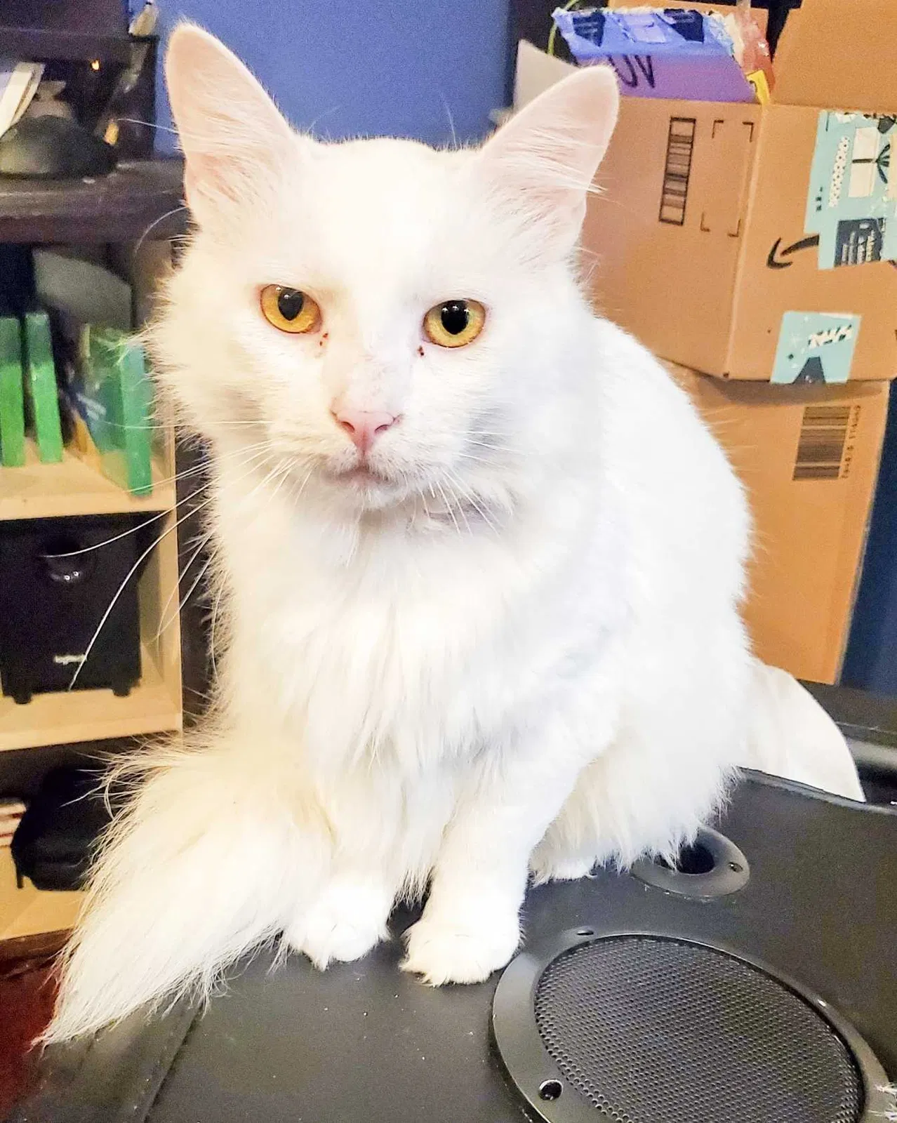 Lost cat in Petal, MS, 39465
