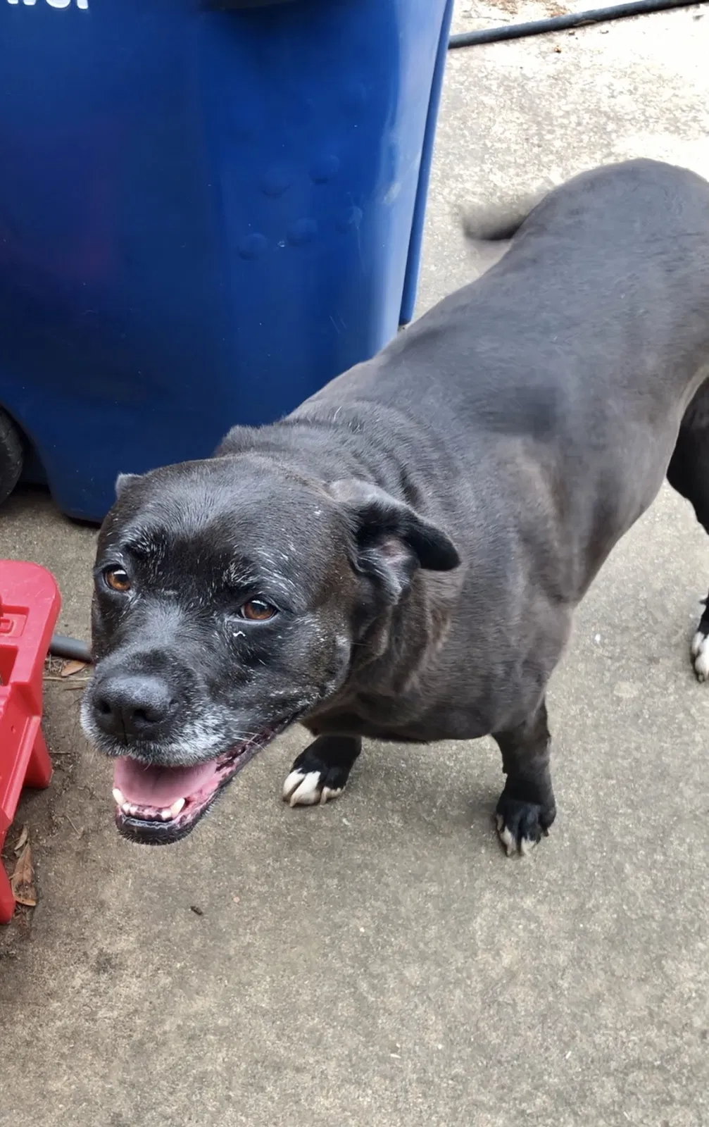 Lost dog in Durant, OK, 74701