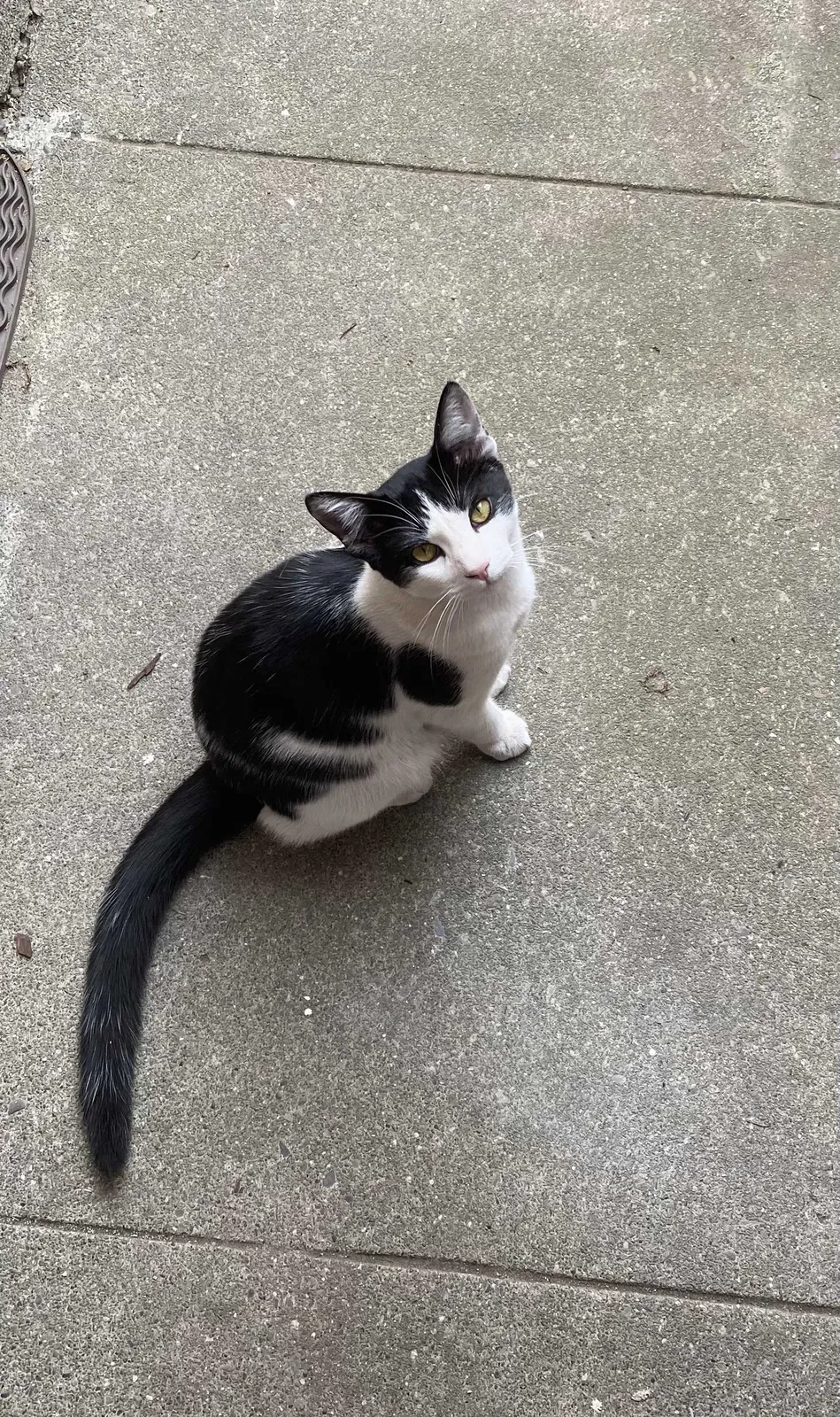 Lost cat in Napa, CA, 94558