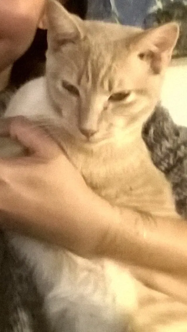 Lost cat in Sacramento, CA, 95864