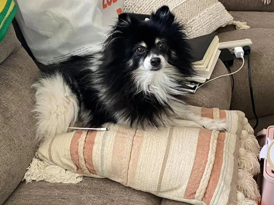 Lost dog in Centralia, WA, 98531