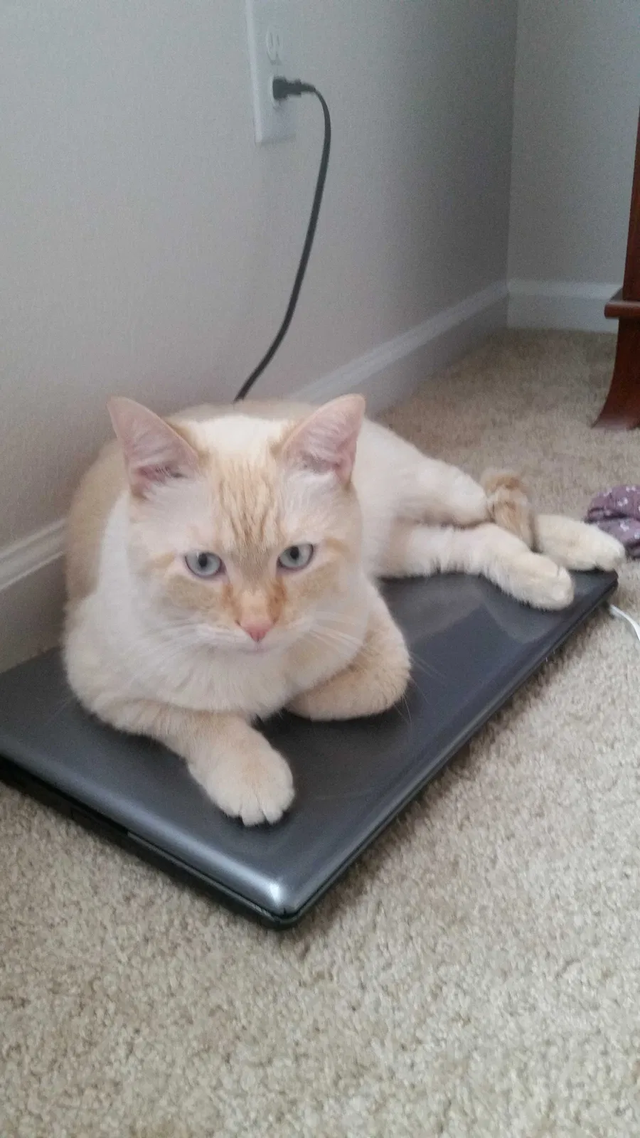 Lost cat in Savannah, GA, 31419