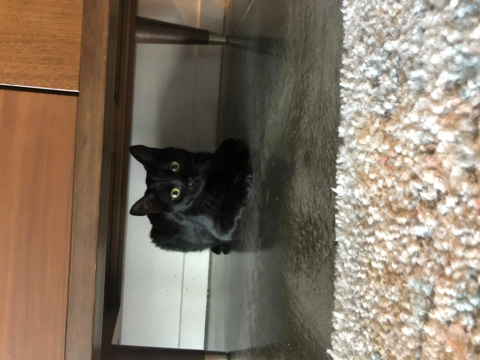 Lost cat in Port Ludlow, WA, 98365