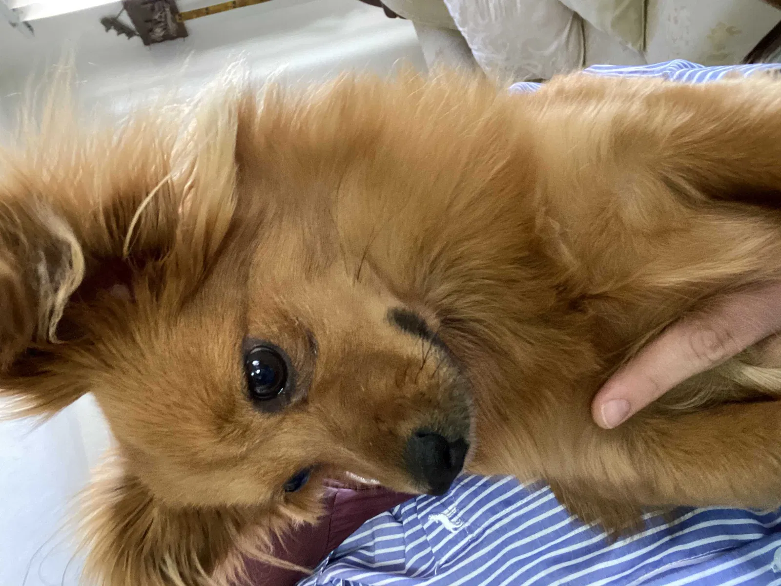 Lost dog in Tucson, AZ, 85746