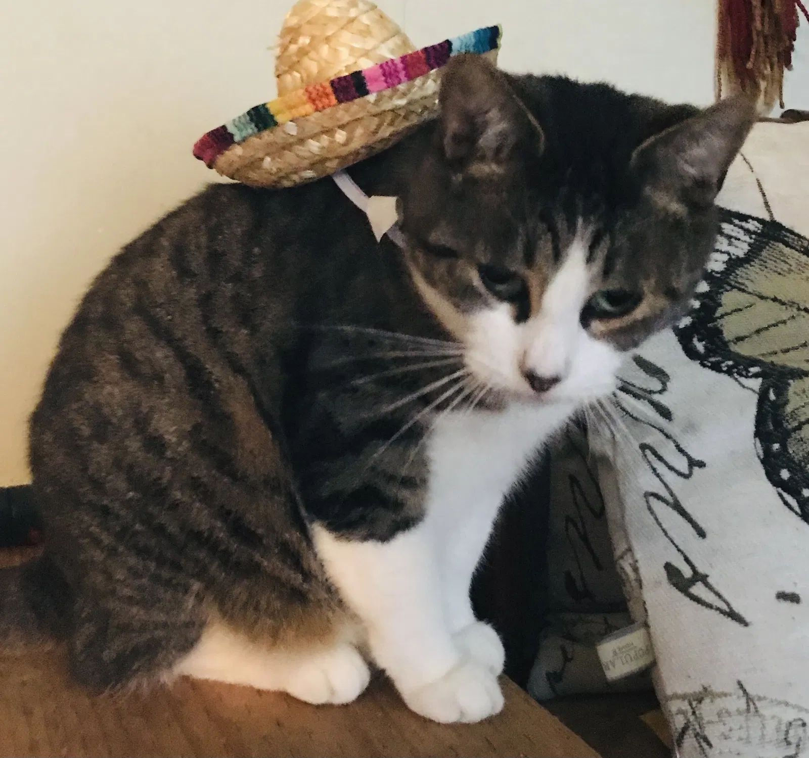 Lost cat in Centralia, WA, 98531