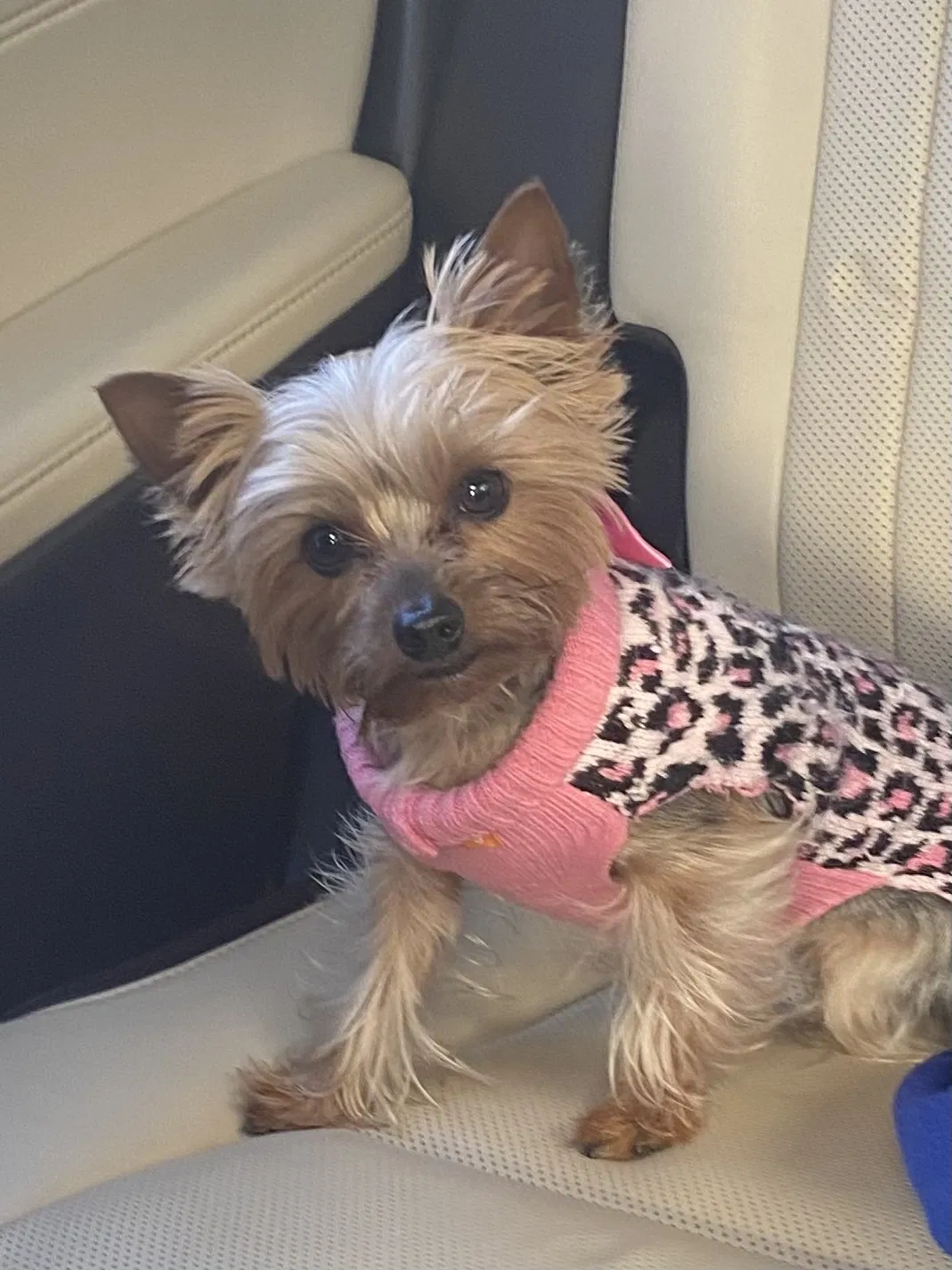 Lost dog in Sacramento, CA, 95835