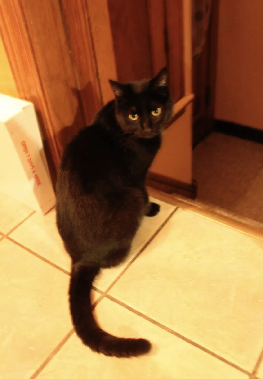 Lost cat in Canton, OH, 44714