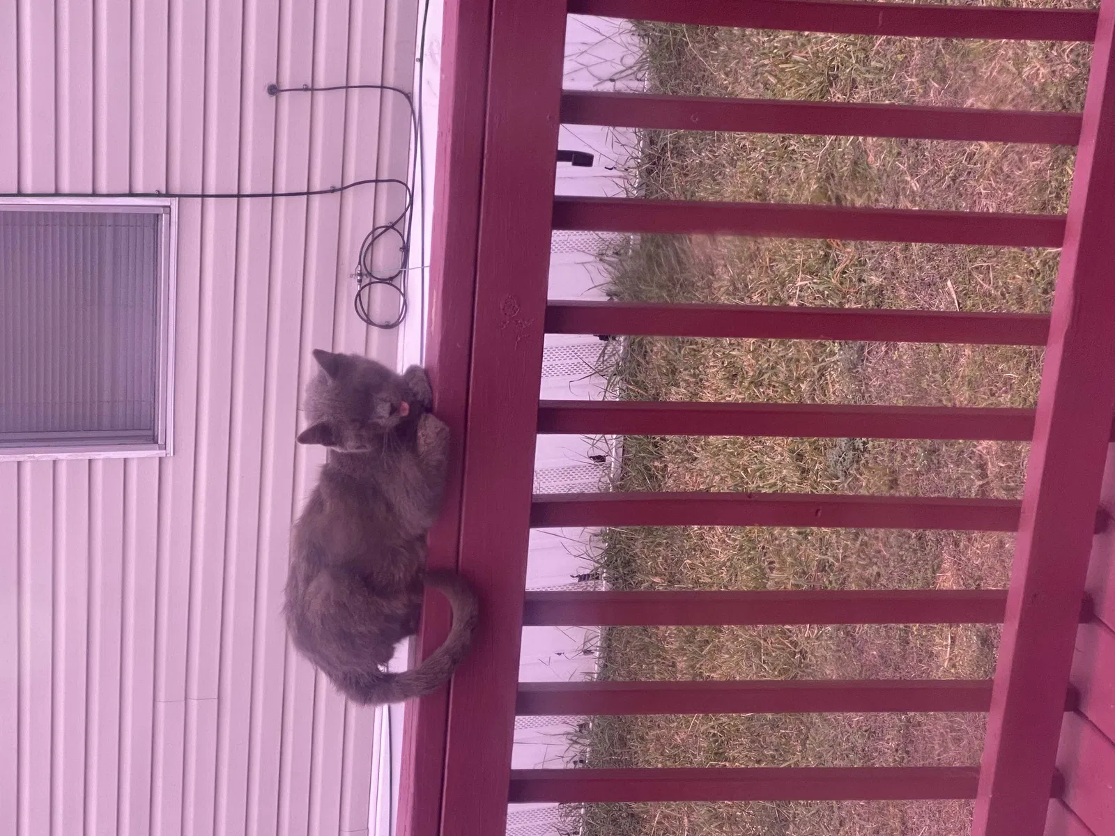 Lost cat in Corpus Christi, TX, 78417