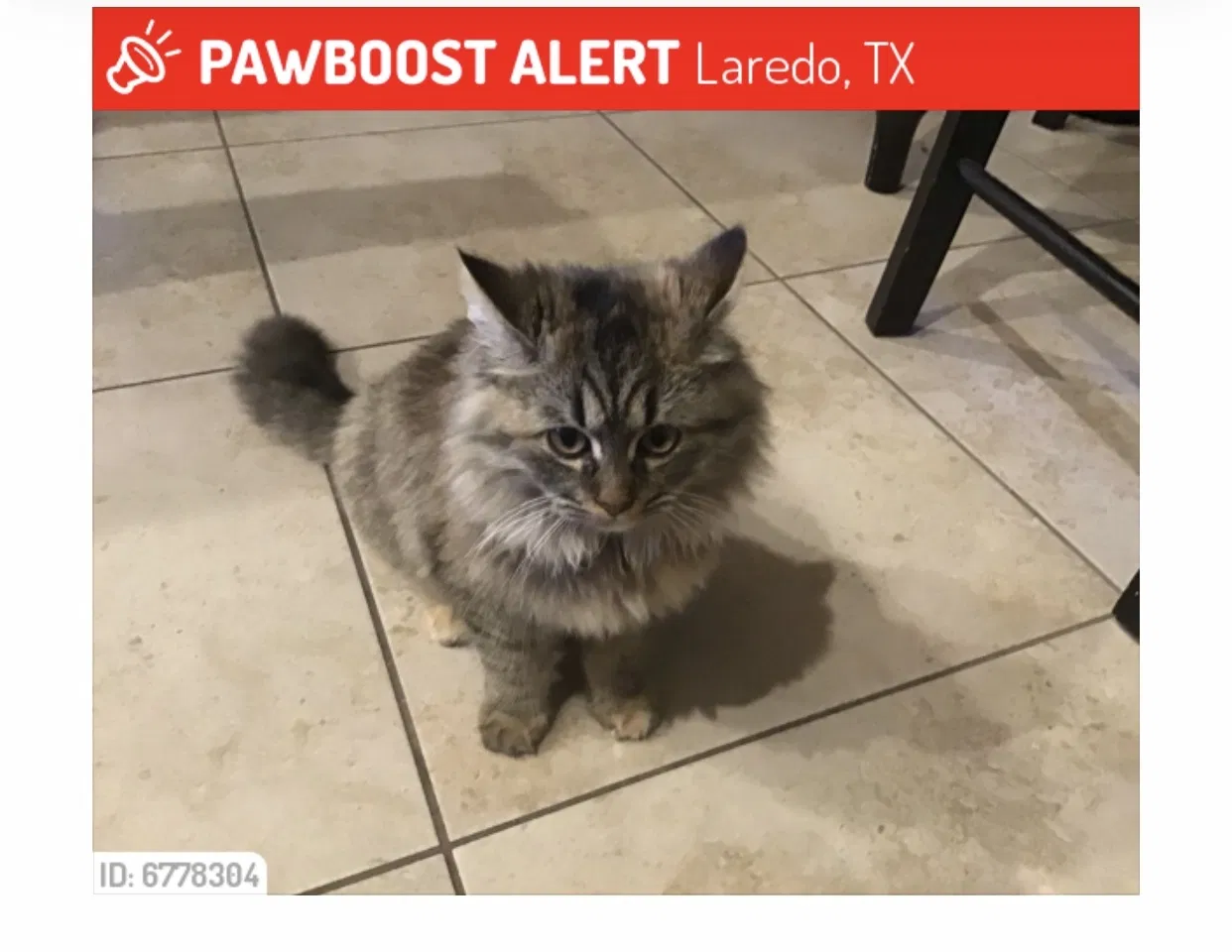 Lost cat in Laredo, TX, 78045