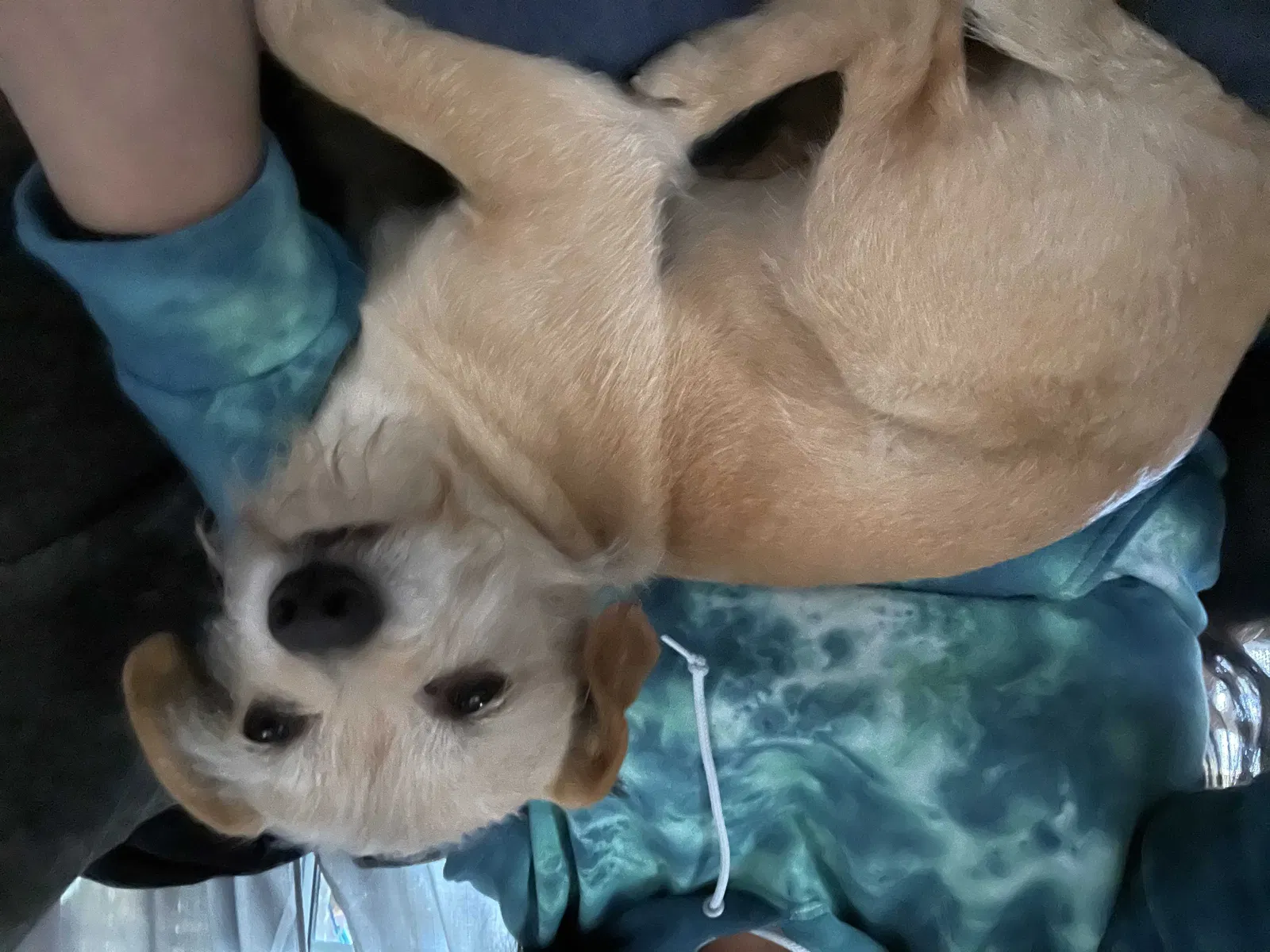 Lost dog in Los Angeles, CA, 90044