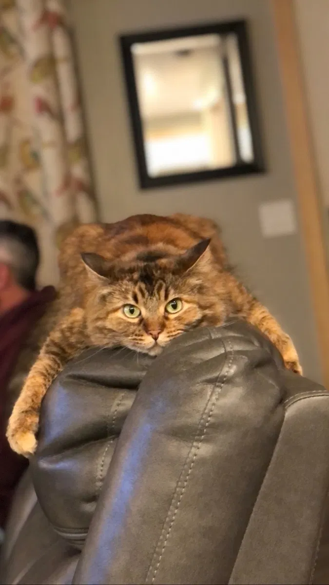 Lost cat in Layton, UT, 84040