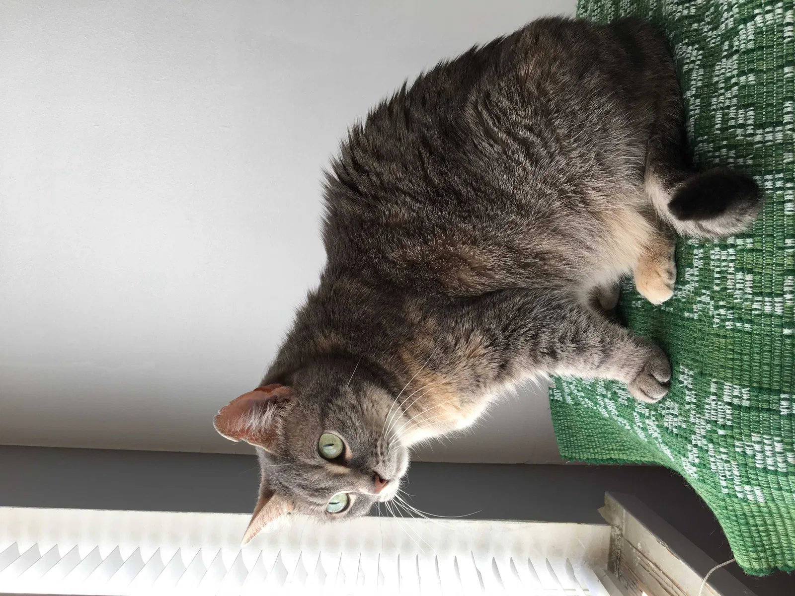 Lost cat in Huntington Beach, CA, 92648