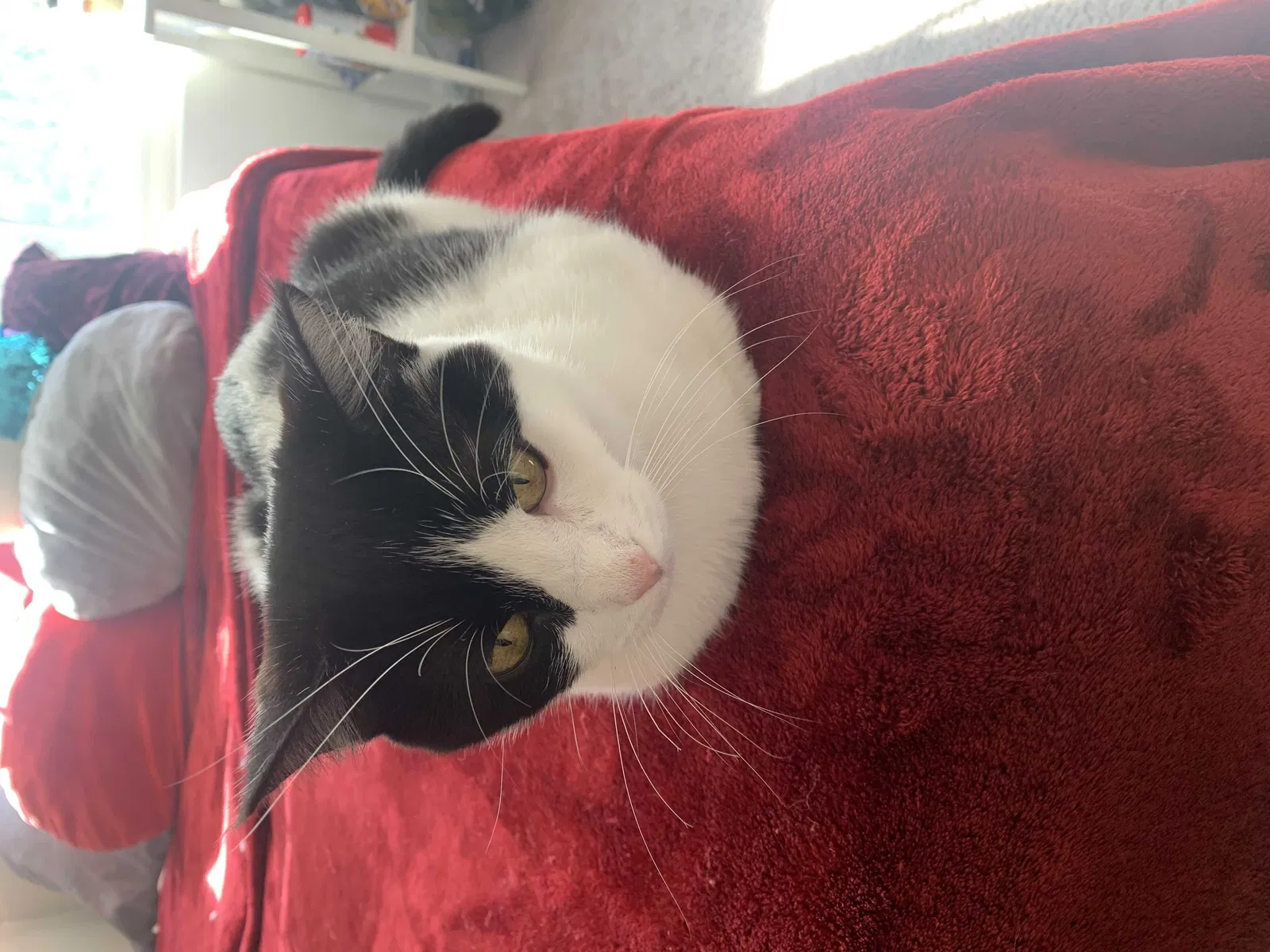 Lost cat in Myrtle Beach, SC, 29579