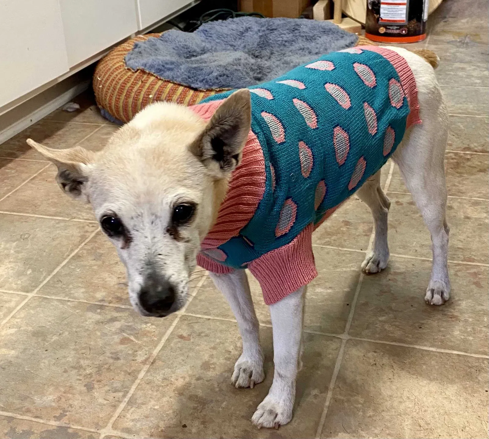 Lost dog in Prattville, AL, 36067