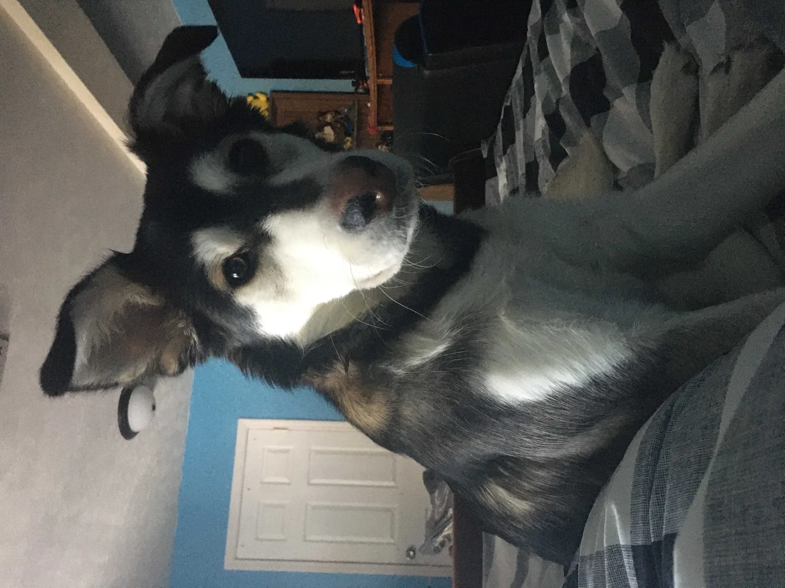 Lost dog in Vilas, NC, 28692