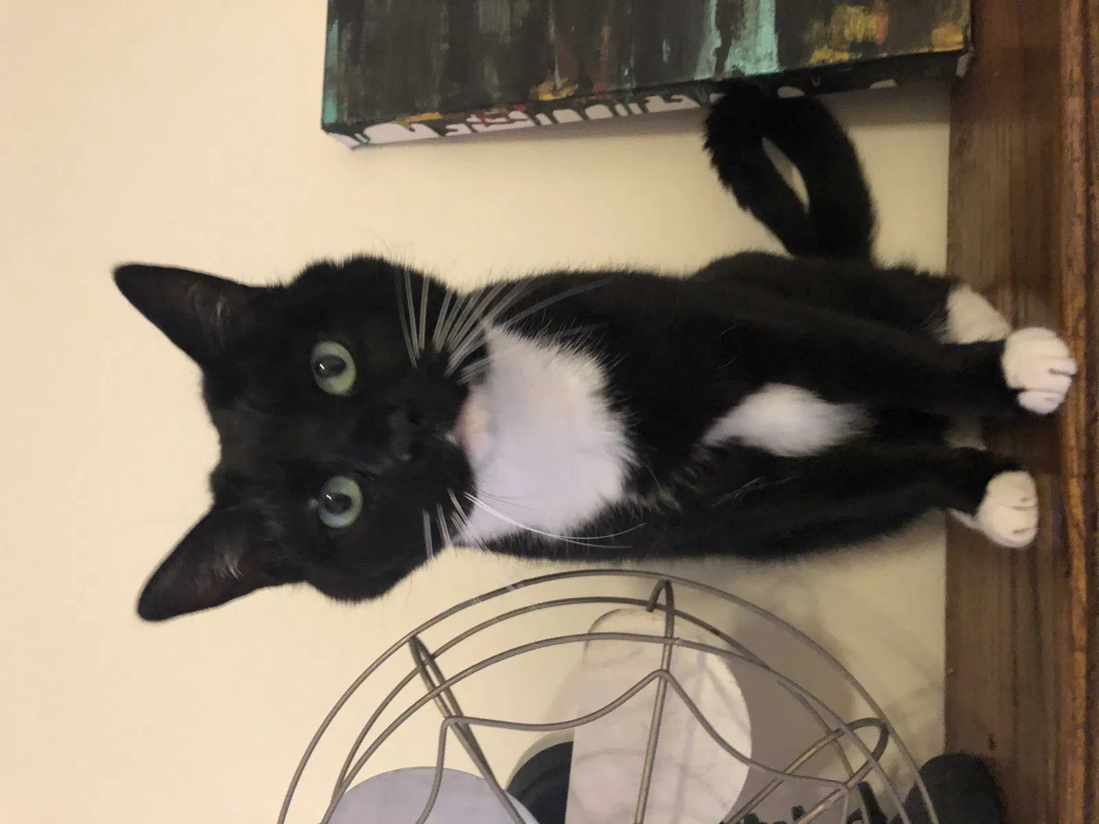 Lost cat in Oakland, CA, 94618